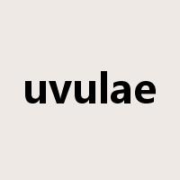 uvulae是什么意思