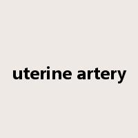 uterine artery是什么意思