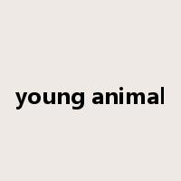 young animal是什么意思