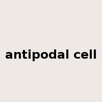 antipodal cell是什么意思