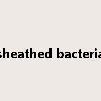 sheathed bacteria是什么意思