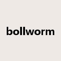 bollworm是什么意思