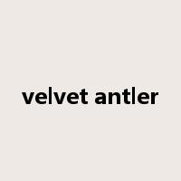 velvet antler是什么意思