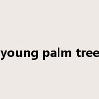 young palm tree是什么意思