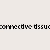 connective tissue是什么意思