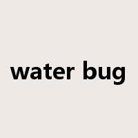water bug是什么意思
