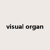 visual organ是什么意思