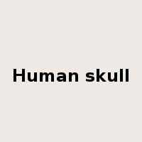 Human skull是什么意思