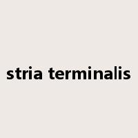 stria terminalis是什么意思