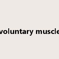 voluntary muscle是什么意思