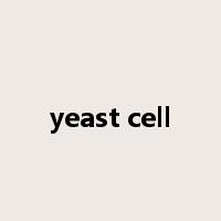 yeast cell是什么意思