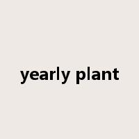 yearly plant是什么意思