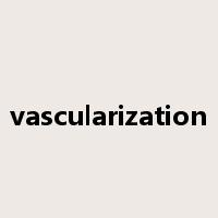 vascularization是什么意思