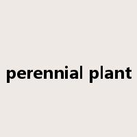 perennial plant是什么意思