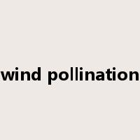wind pollination是什么意思