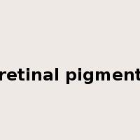 retinal pigment是什么意思