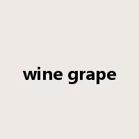 wine grape是什么意思