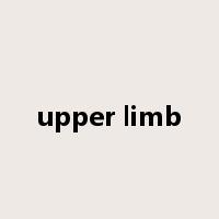 upper limb是什么意思