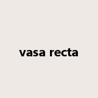 vasa recta是什么意思