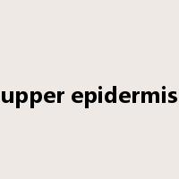 upper epidermis是什么意思