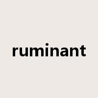ruminant是什么意思