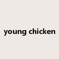 young chicken是什么意思