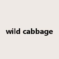 wild cabbage是什么意思