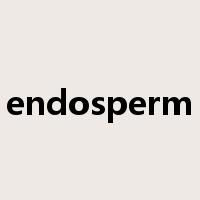 endosperm是什么意思