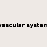 vascular system是什么意思