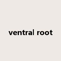 ventral root是什么意思