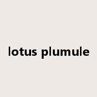 lotus plumule是什么意思