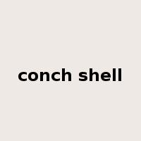conch shell是什么意思
