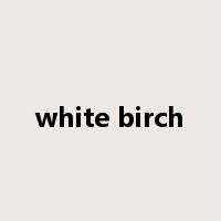 white birch是什么意思