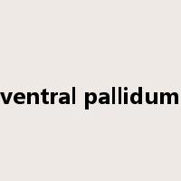 ventral pallidum是什么意思