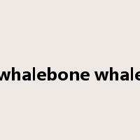 whalebone whale是什么意思