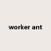 worker ant是什么意思