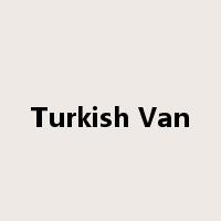 Turkish Van是什么意思