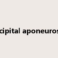 bicipital aponeurosis是什么意思