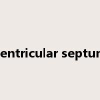 ventricular septum是什么意思