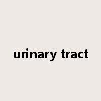 urinary tract是什么意思