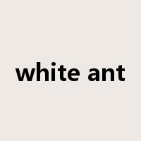 white ant是什么意思