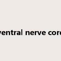 ventral nerve cord是什么意思