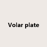 Volar plate是什么意思