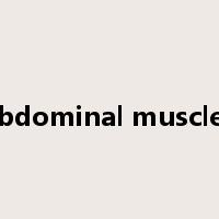 abdominal muscles是什么意思