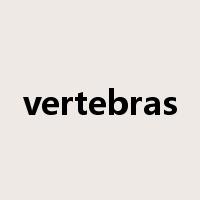 vertebras是什么意思