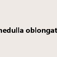 medulla oblongata是什么意思