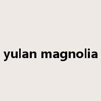 yulan magnolia是什么意思