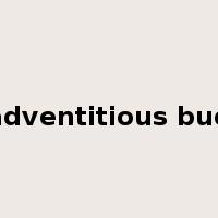 adventitious bud是什么意思