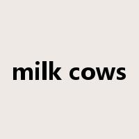milk cows是什么意思