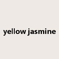 yellow jasmine是什么意思